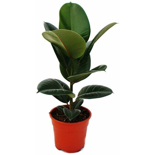 Gummibaum – Ficus elastica Robusta – 17cm Topf