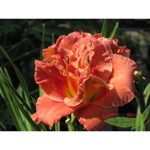 Hemerocallis Moses Fire gefüllte feurigrote Taglilie starke Pflanze im 11cm Topf