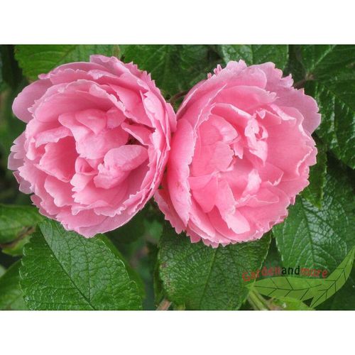 Rosa Nelkenrose Pink Grootendorst robuste Strauch Rose kleine Blüten im Topf