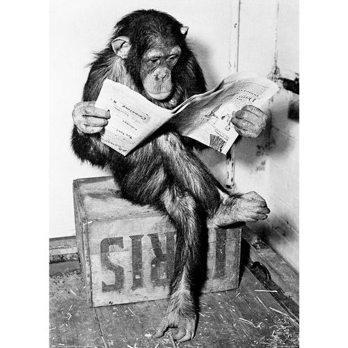 Schimpanse liest Zeitung Chimpanzee reading newspaper b&w (1955)