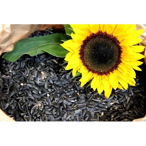 25kg Futterbauer Sonnenblumenkerne schwarz Ernte 2023 Vogelfutter
