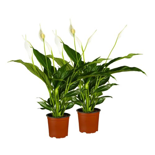 Einblatt - Spathiphyllum walisii, Höhe 30-40 cm, Ø13 cm Topf, 2er Set