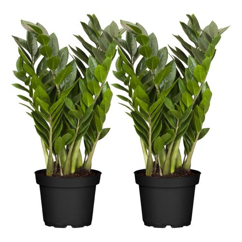 Glücksfeder - Zamioculcas Zamiifolia, Höhe 60-70 cm, Ø17cm, 2er Set