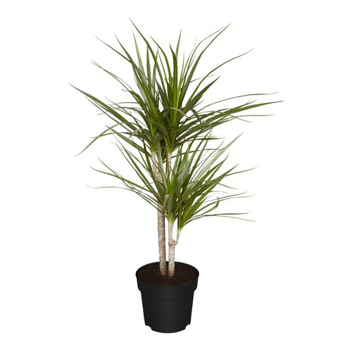 Drachenbaum - Dracaena Marginata, Höhe 80-90 cm, Ø 21cm, 1 Pflanze