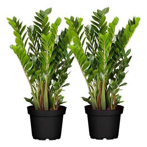 Glücksfeder - Zamioculcas Zamiifolia, Höhe 40-50 cm, Ø14 cm Topf, 2 Stück