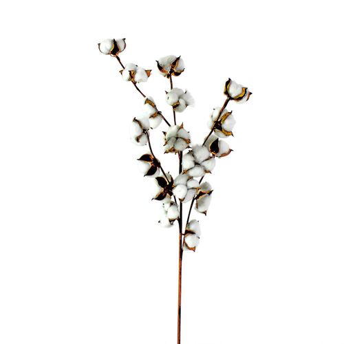 Kunstpflanze Baumwollzweig (H 97 cm)