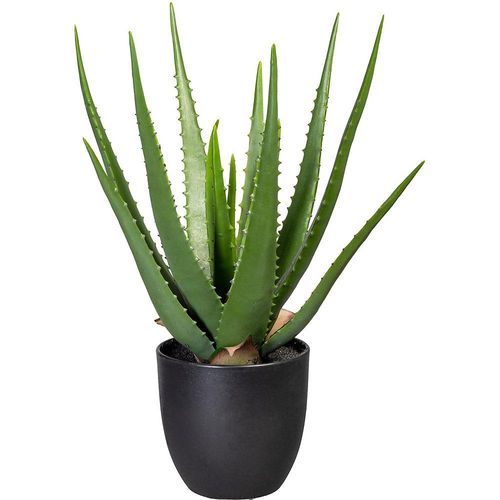 Aloe grün - kaiserkraft