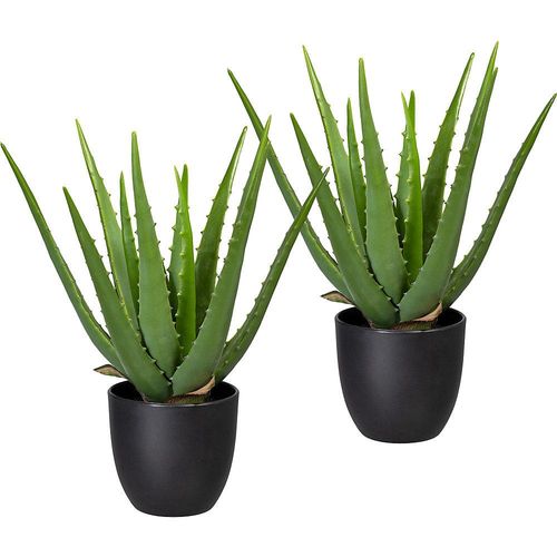 Aloe grün - kaiserkraft