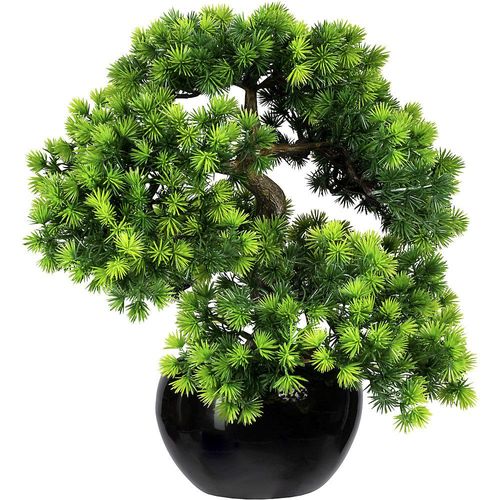 Bonsai Lärche, mit Kies - kaiserkraft