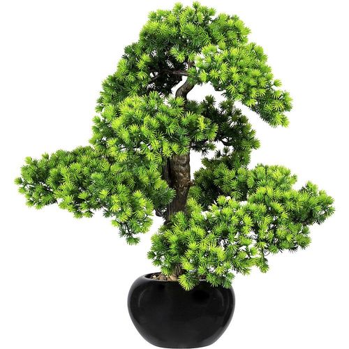 Bonsai Lärche, mit Kies - kaiserkraft