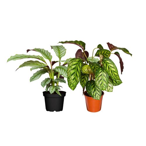 Korbmarante - Calathea Crocata, 50-60 cm, Ø17 cm Topf, 2er Set