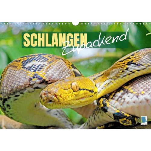 Schlangen: Zupackend (Wandkalender 2023 DIN A3 quer)