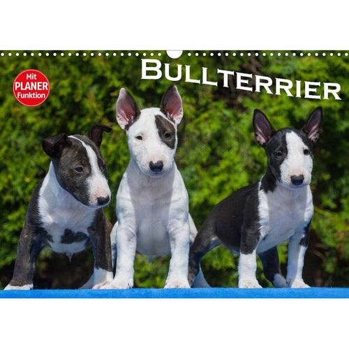 Bullterrier (Wandkalender 2023 DIN A3 quer)