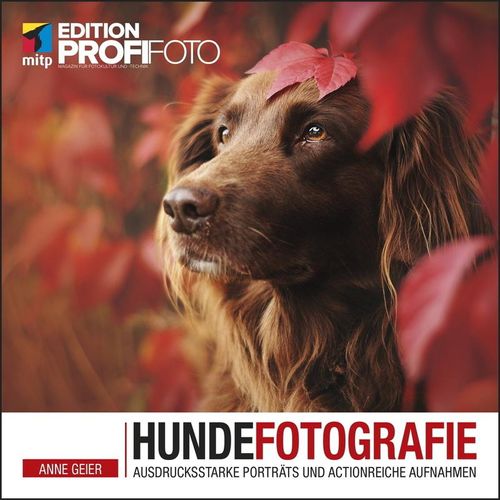 Hundefotografie - Anne Geier, Kartoniert (TB)