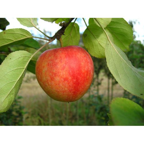 Apfel »Cox Orange«, Allergiker verträglich, winterhart, mehrjährig, 1 Pflanze