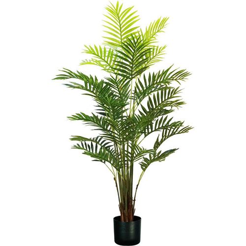 Palma areca Pflanze h. 160 cm 33 leaf komplett mit Moostopf - King Home