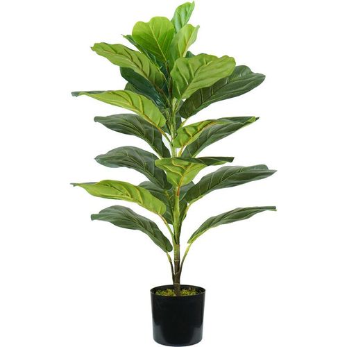 Pflanze ficus lyrata h. 75 cm 21 leaves komplett mit Moostopf - King Home