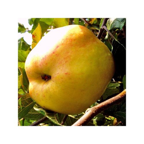 Apfelbäumchen Dülmener Rosenapfel, Busch