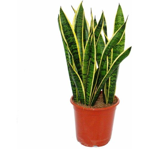 Sansevieria trifasciata - 19cm Topf - Gesamthöhe 55-65cm hoch