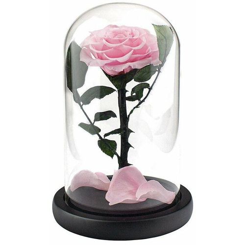 Große Rose im Glasglocke - Rosa