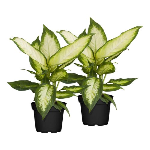 Dieffenbachie - Dieffenbachia Maculata Mix, Höhe 40-50 cm, Ø17 cm Topf, 2er Set