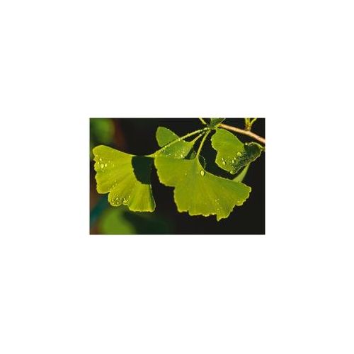 Artland Wandbild »Ginkgo Blätter«, Blätter, (1 St.) Artland grün