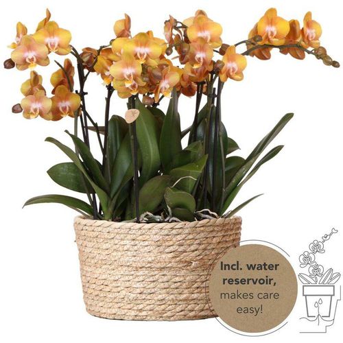 Kolibri Orchids - orange Orchideen-Set im Schilfkorb inkl. Wassertank - drei orange Orchideen Las Vegas 12cm