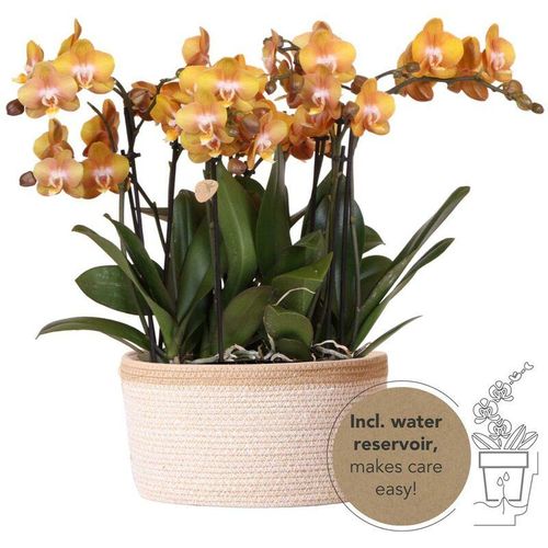 Kolibri Orchids - orange Orchideen-Set im Baumwollkorb inkl. Wassertank - drei orange Orchideen Las Vegas 12cm