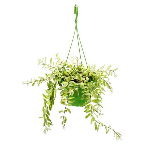 Zimmerpflanze zum Hängen - Aeschynanthus bicolor - panaschierte Schamblume - 14cm Ampel