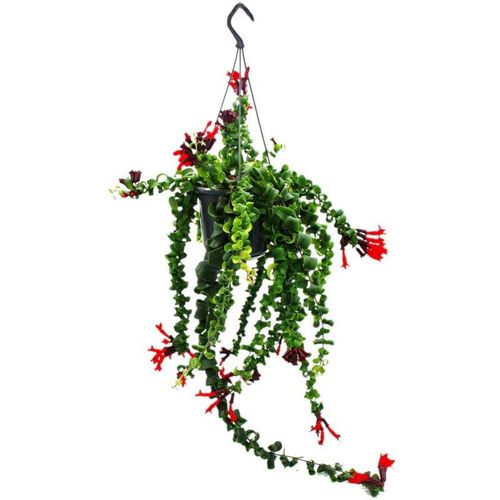 Lippenstiftpflanze - Schamblume - Aeschynanthus 'Rasta' - hängende Pflanze im 15cm Ampeltopf