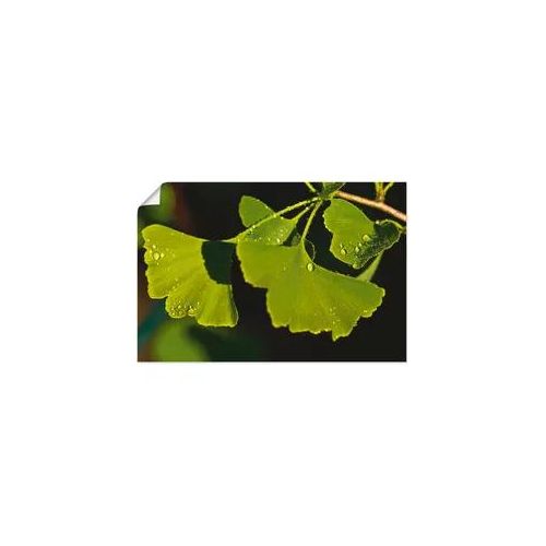 Artland Wandbild »Ginkgo Blätter«, Blätter, (1 St.) Artland grün