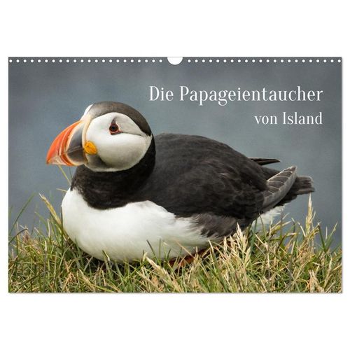 Die Papageientaucher von Island (Wandkalender 2025 DIN A3 quer), CALVENDO Monatskalender