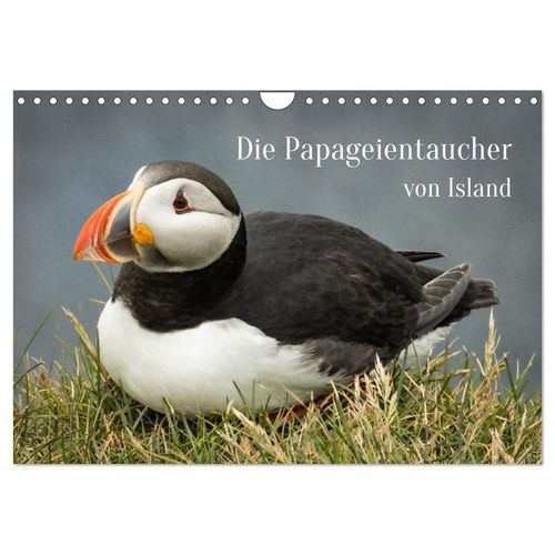 Die Papageientaucher von Island (Wandkalender 2025 DIN A4 quer), CALVENDO Monatskalender