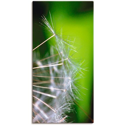 Artland Leinwandbild »Pusteblumesamen«, Blumen, (1 St.), auf Keilrahmen gespannt