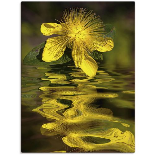 Artland Leinwandbild »Wasserblüte - Johanniskraut«, Spa Bilder, (1 St.), auf Keilrahmen gespannt