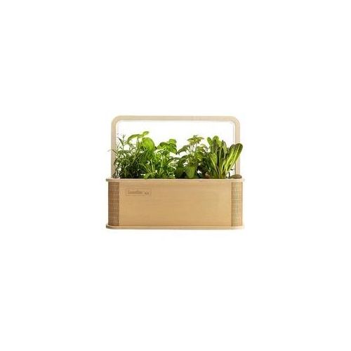 BerlinGreen GreenBox - Birke