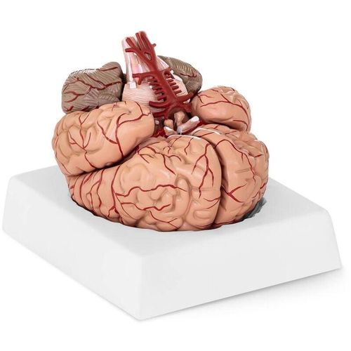 Gehirn Modell Anatomisches Modell Gehirn Gehirnmodell 9 Teilig 1:1 Mit Arterien