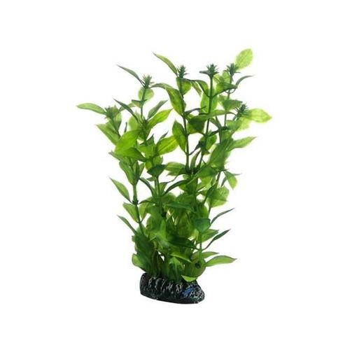 Dohse Hygrophila 20 cm