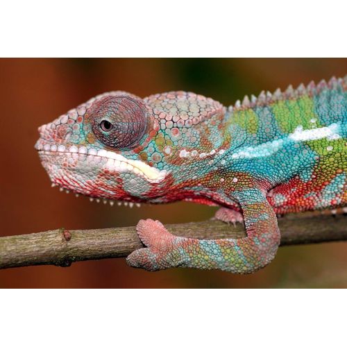 Fototapete PAPERMOON 