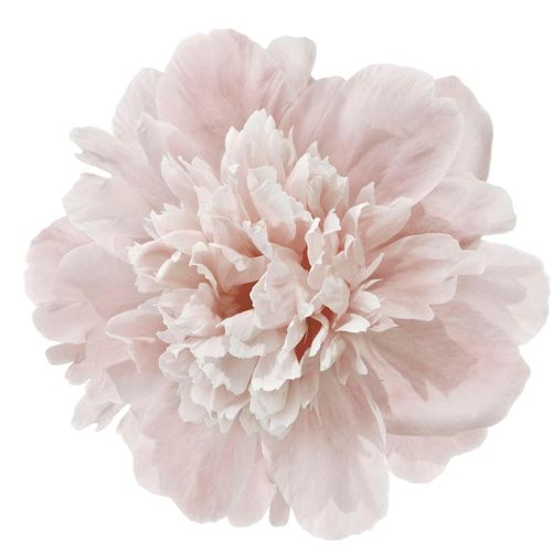 Wandtattoo QUEENCE "Doreen" Wandtattoos Gr. B/H: 90 cm x 90 cm, Blume, rosa Wandtattoos Natur