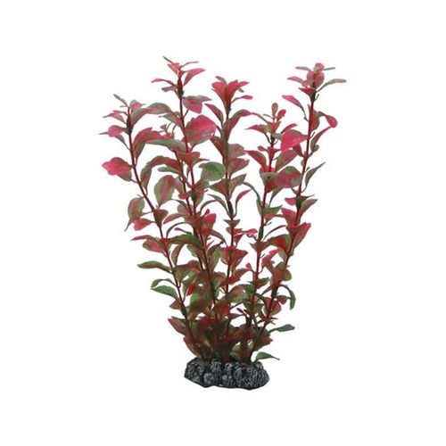 Dohse Ludwigia 25 cm