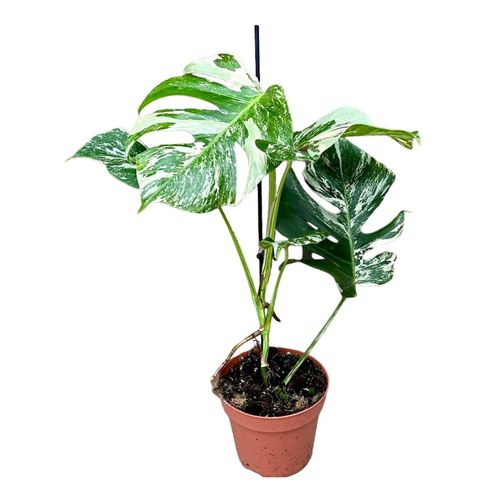 Fensterblatt - Monstera Thai Constellation, Höhe ~ 45 cm, Ø17 cm Topf, 1 Pflanze