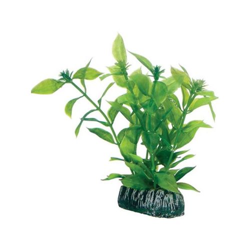 Dohse Hygrophila 13 cm