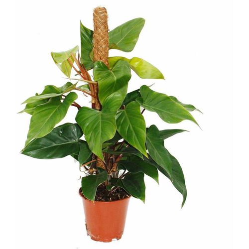 Philodendron Red Emerald, Philodendron 19cm Topf