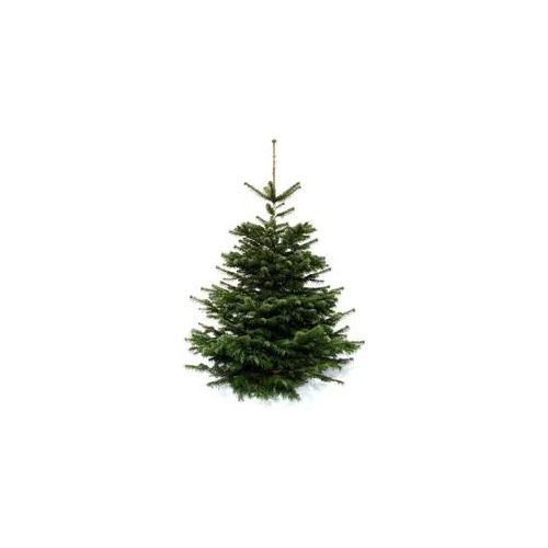 Echter Weihnachtsbaum WEIHNACHTSBAUMLAND "Echte Premium-Nordmanntanne, Weihnachtsdeko aussen" Weihnachtsbäume Gr. 48, 150cm bis 170cm, grün (tannengrün)