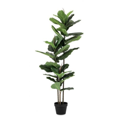 2x Ficus Lyrata Pflanze C-Vase 39 Blätter H145