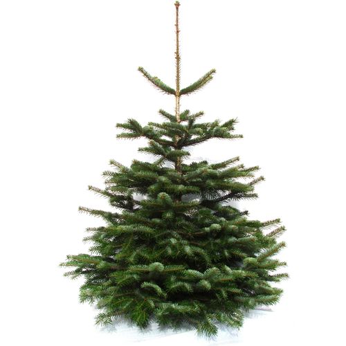 Echter Weihnachtsbaum WEIHNACHTSBAUMLAND "Echte Premium-Nordmanntanne, Weihnachtsdeko aussen" Weihnachtsbäume Gr. 48, 100cm bis 120cm, grün (tannengrün)