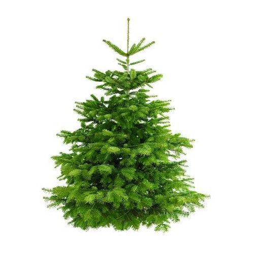 Echter Weihnachtsbaum WEIHNACHTSBAUM GURU "Nordmanntanne, Weihnachtsdeko" Weihnachtsbäume Gr. 150cm bis 170cm, grün (tannengrün) zum Aufstellen