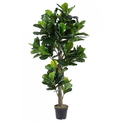 Dekorationspflanze Ficus Lyrata mit Topf