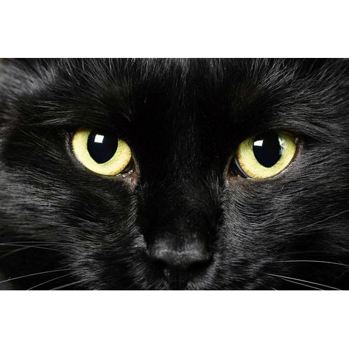 Papermoon Fototapete »Katze«